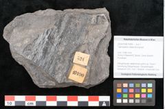 Foto (Objekt + Etikett) von Taeniopteris vittata Brongniart (NHMW-GEO-2024-0188-10490)